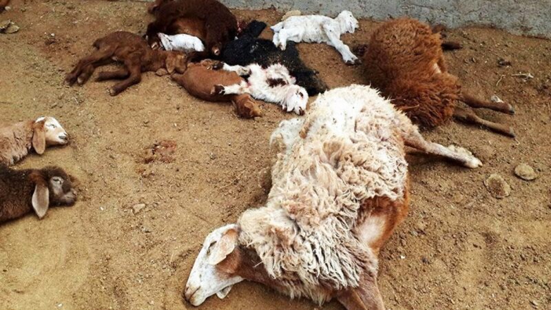 ویدویی دردناک از خفگی چوپان همراه با ۱۰۰ راس گوسفند در اصفهان+ فیلم