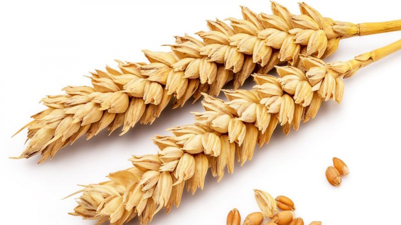 خبر خوش دولت درباره خرید تضمینی گندم ۱۴۰۳