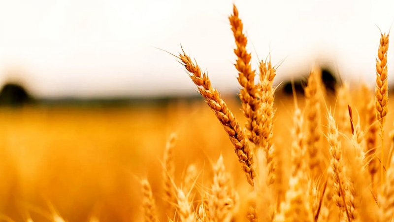 قیمت جدید گندم اعلام  شد