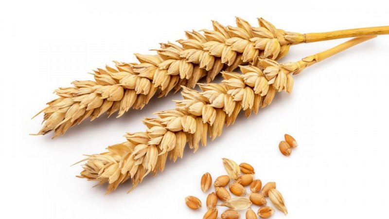 قیمت پایه خرید تضمینی گندم در سال ۱۴۰۳ اعلام شد