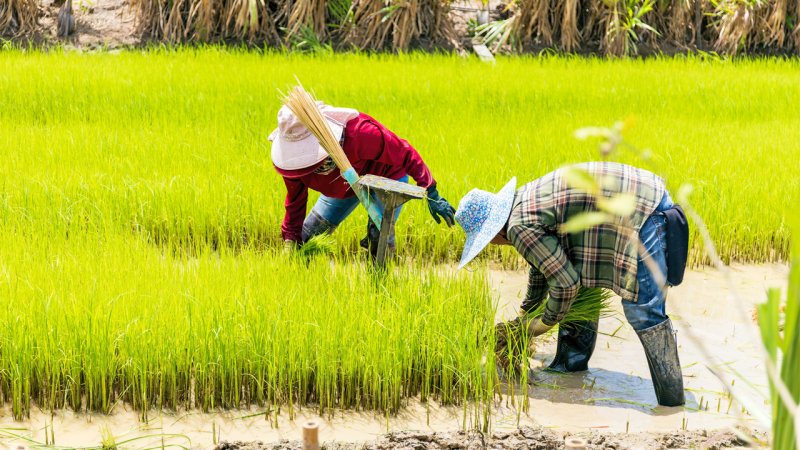 قیمت جدید انواع برنج ایرانی، پاکستانی و هندی اعلام شد