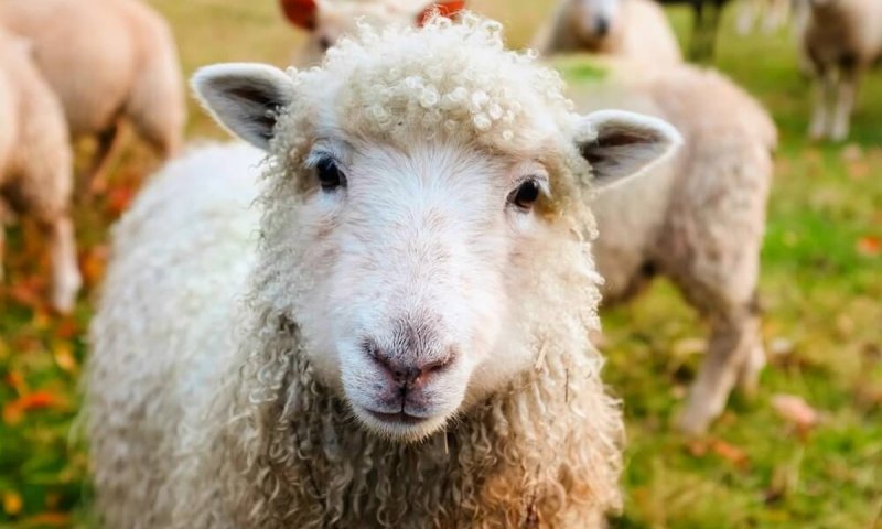 قیمت جدید دام‌زنده امروز ۲۳ مرداد 