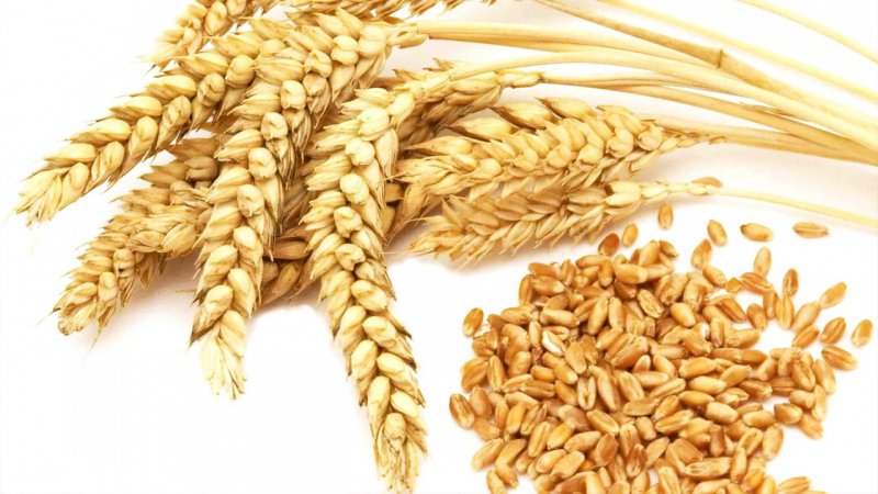 خبر مهم برای گندم‌کاران/ قیمت جدید گندم اعلام شد