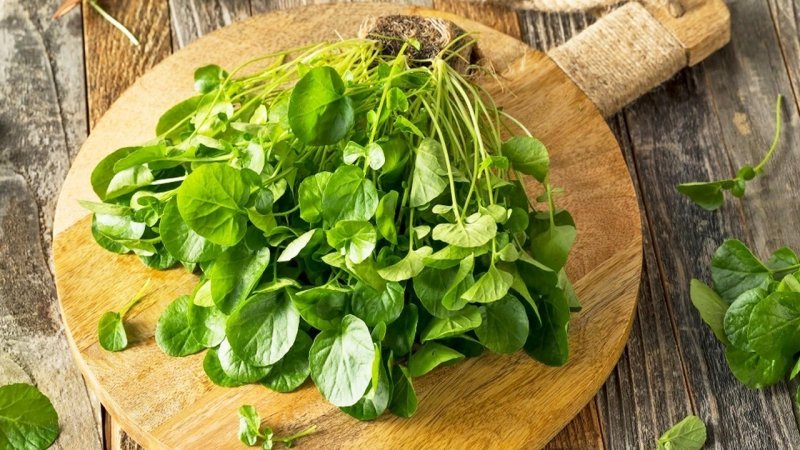 محققان سالمترین سبزی دنیا را معرفی کردند+ عکس