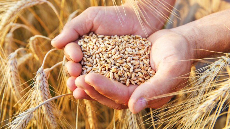 شرط گندمکاران برای تحویل گندم به دولت 
