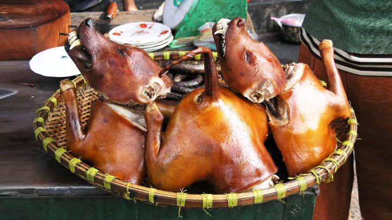 کشورهایی که سگ میخورند