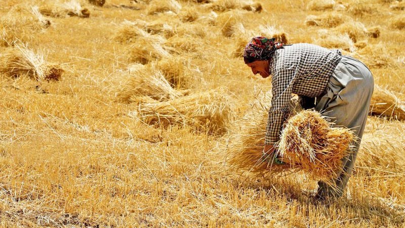 شوک بزرگ به کشاورزان/ آماده یک سال زراعی سخت باشید