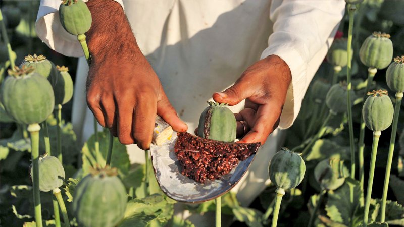 دلار بالا رفت، موادمخدر هم گران شد/ تریاک کیلویی چند؟
