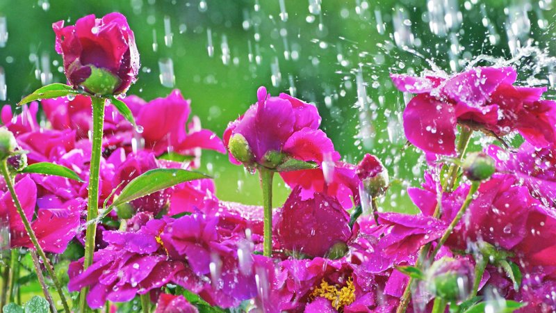 هشدار نارنجی برای ۱۸ استان/ آغاز بارش باران در این استان‌ها
