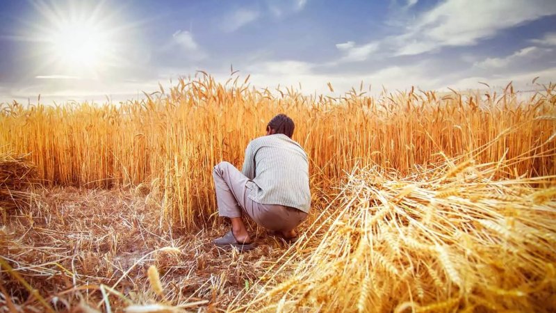 قیمت جدید گندم اعلام شد/ گندمکاران بخوانند