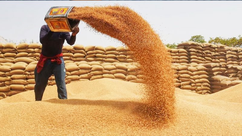 نرخ جدید خرید تضمینی گندم اعلام  شد