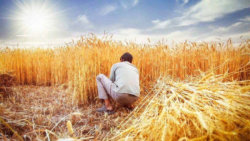 خبر مهم برای گندمکاران/ نرخ منطقی گندم اعلام شد
