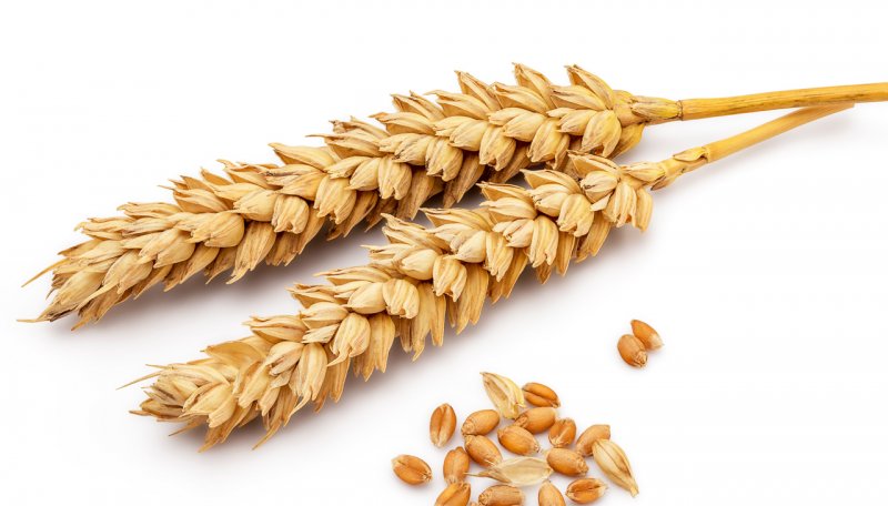 قیمت جدید گندم اعلام شد+ جزییات