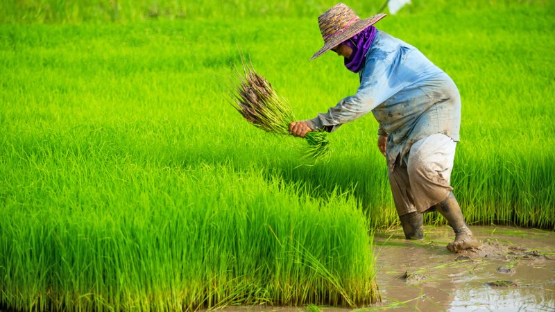 گرانی در انتظار برنج هندی/ قیمت جدید انواع برنج ایرانی و هندی