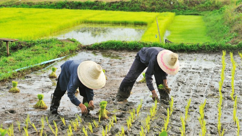 قیمت برنج کاهش می‌یابد