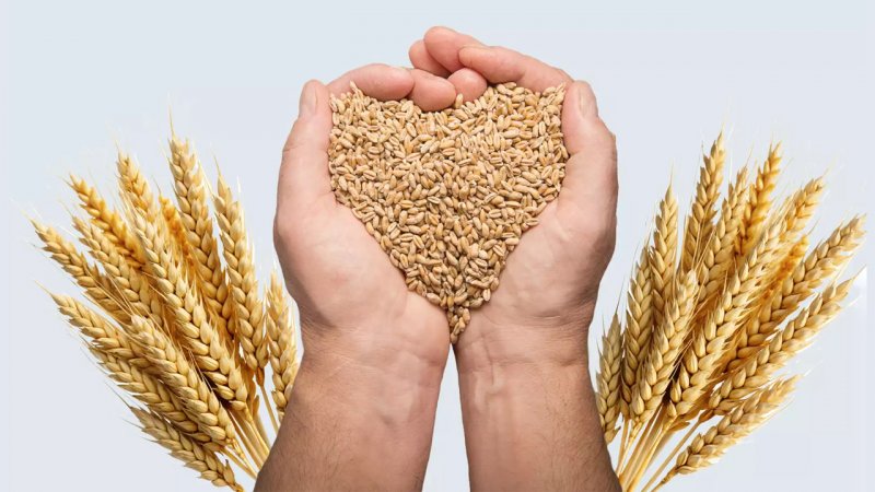 خبر مهم درباره پرداخت مطالبات گندمکاران/ قیمت جدید گندم اعلام شد