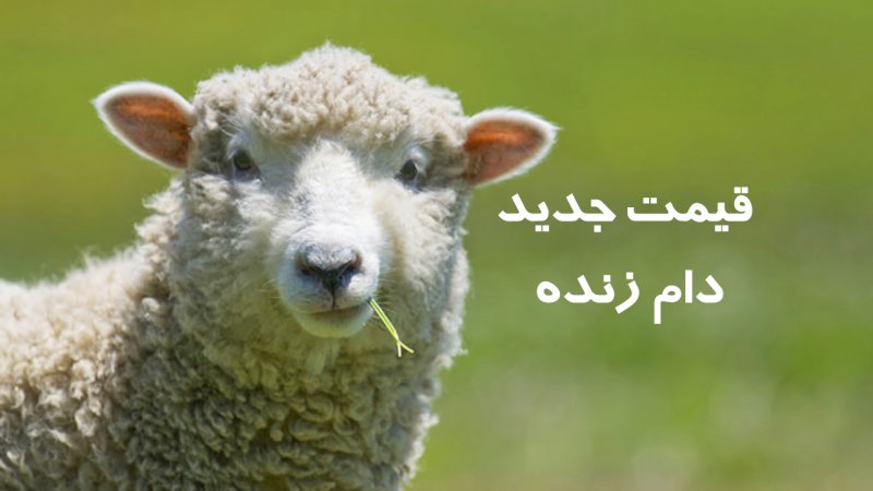 قیمت جدید دام‌ زنده ۱۲ مردادماه اعلام شد/ گوسفند و گوساله گران شد + جدول