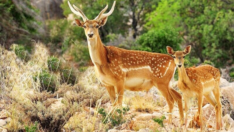 جنجال ذبح گوزن زرد ایرانی در مراسم اربعین