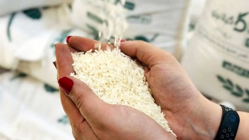 سقوط قیمت برنج آغاز شد