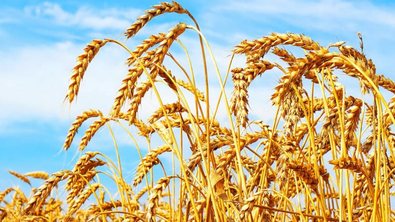 خبر جدید برای گندمکاران/ کف قیمت گندم مشخص شد