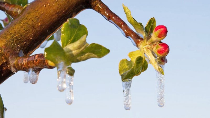 کاهش دمای ۱۰ درجه ای از امروز؛ احتمال سرمازدگی باغات در این مناطق
