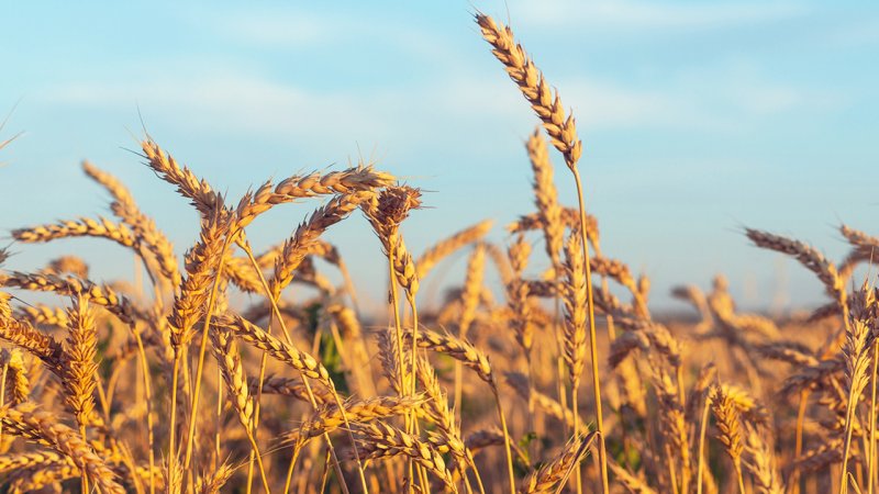 خبر مهم برای گندمکاران/ گندم بی‌قیمت شد؟