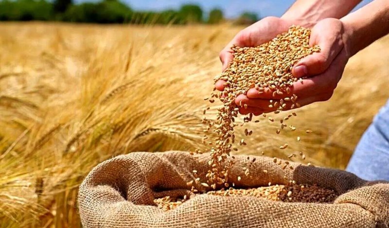 نرخ خرید تضمینی گندم اعلام  شد