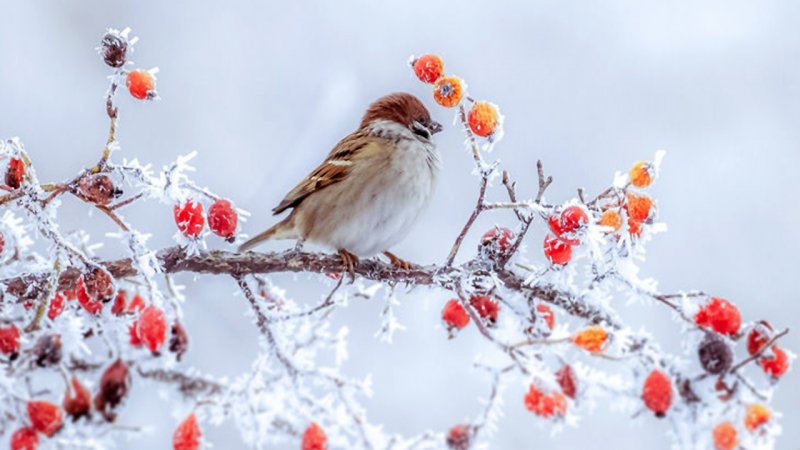 هشدار یخبندان در این مناطق کشور/ پیش بینی هواشناسی 