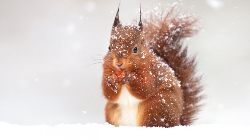 پاییز ۱۴۰۴ کدام استان ها برفی شدند؟/ تهران کی برفی می شود؟