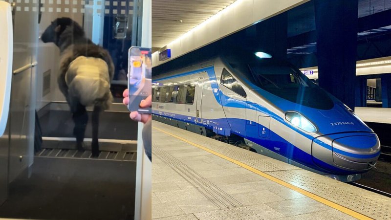 ماجرای گوسفندی که در قطار پوشک به تن داشت+ عکس