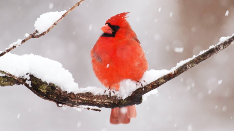 ایران در وضعیت آماده باش/ در آستانه زمستانی بی‌برف قرار گرفتیم
