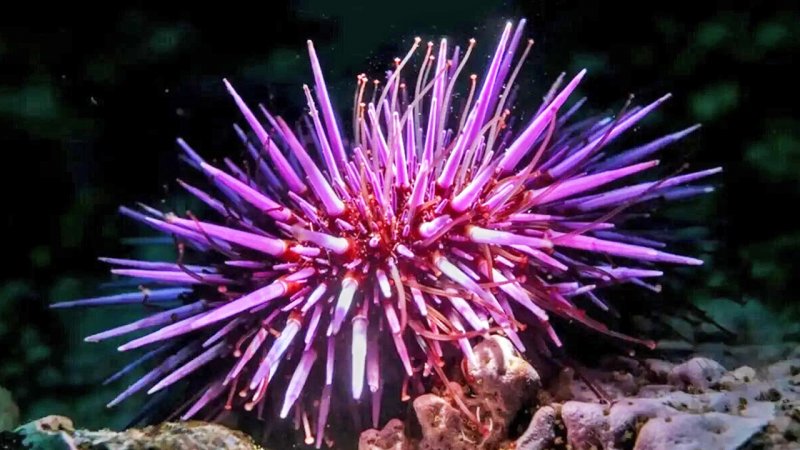 جانوری که تمام بدنش مغز است!+ عکس