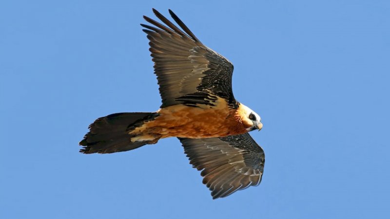 دیده شدن همای سعادت در شهرک اکباتان تهران+ عکس