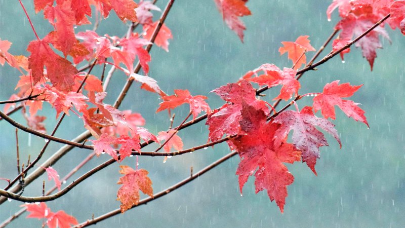 خبر بد هواشناسی برای تهرانی‌ها / زمان رسمی آغاز بارش‌های زمستانی اعلام شد