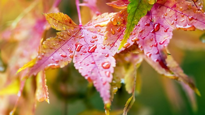 خبر خوش/ آسمان از این تاریخ بارانی می شود