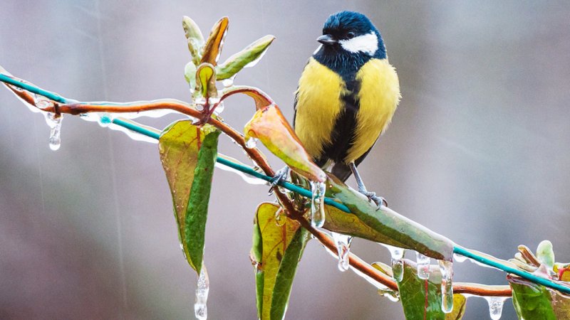 بارش سنگین از امروز آغاز می شود/ صبح و عصر این استانها منتظر باشند