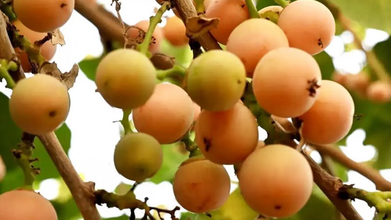 میوه‌ای که جایگزین طبیعی دیفن هیدرامین است