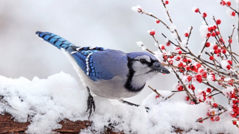 تهران در این روز بارانی و برفی می‌شود/ پایان پاییز خشک در ایران