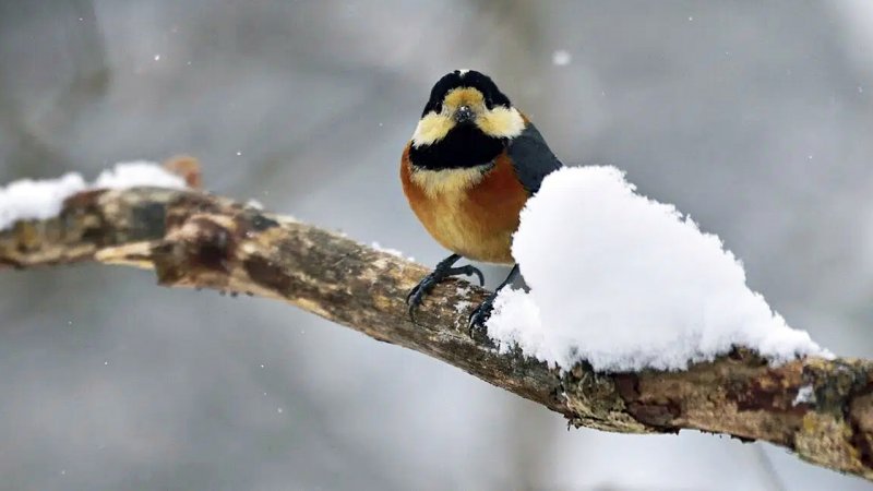 وضعیت هوای تهران تا پایان هفته؛ کاهش محسوس دما در راه است