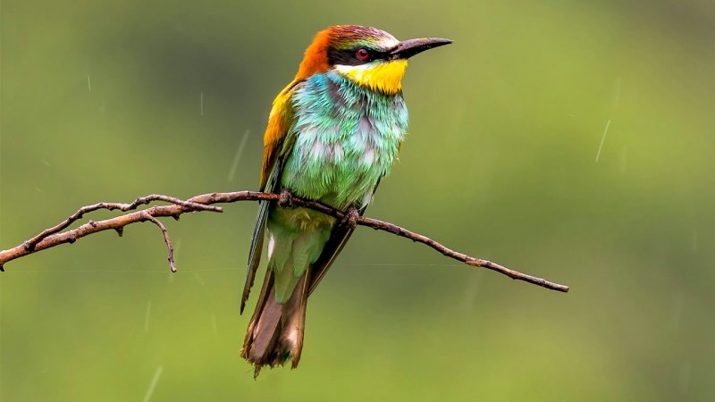 هجوم ابرهای بارش‌زا به ایران/ اعلام زمان دقیق آغاز بارش‌های سنگین و فراوان در کشور