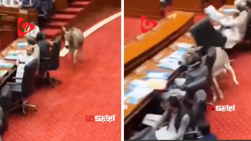 ورود غیر منتظره یک الاغ به پارلمان پاکستان!+ فیلم