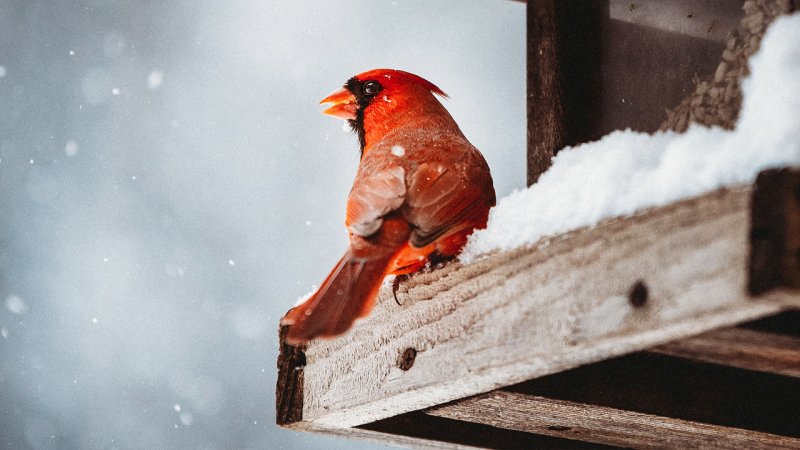 هشدار هواشناسی/ این ۲۰ استان آماده بارش شدید شوند!