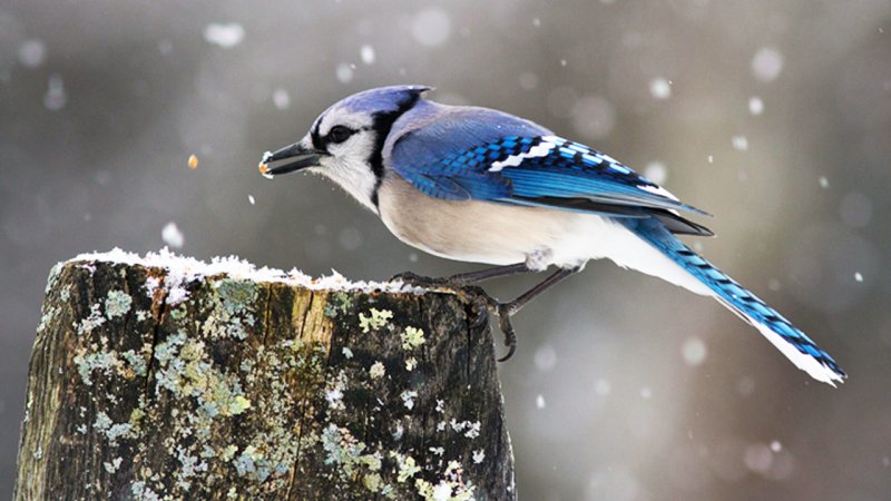 بارش‌های سنگین از امروز آغاز می‌شود + لیست کامل استان‌های برفی و بارانی 