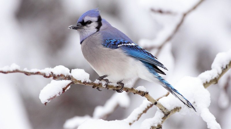 ورود سامانه بارشی غول پیکر از یکشنبه ۲۳ آذر/ آغاز کولاک و یخبندان در 20 استان