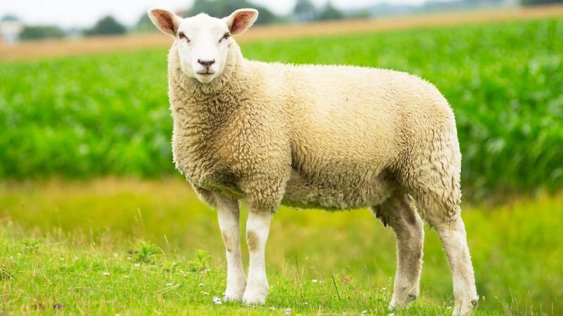 افزایش قیمت گوسفند و گوساله، عجیب شد/قیمت جدید دام‌زنده  + جدول