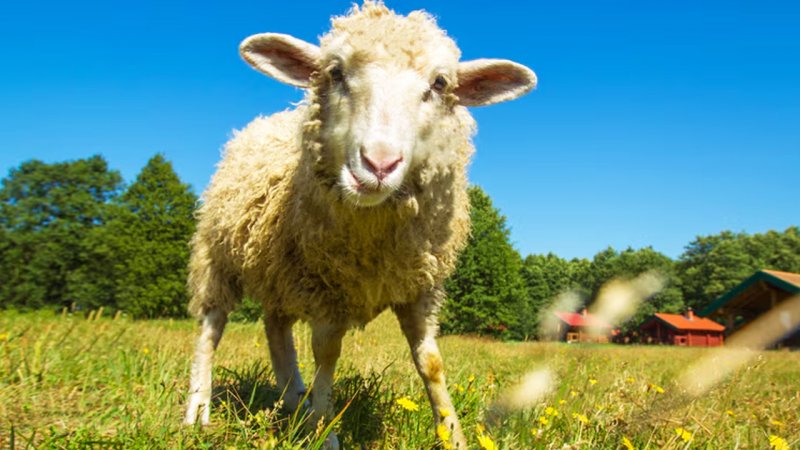 قیمت جدید دام‌زنده ۲۹ آذرماه اعلام شد/ تغییر قیمت گوسفند و گوساله عجیب شد + جدول