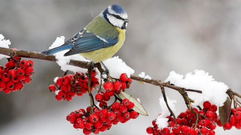 بارش گسترده برف و باران در تمام ۳۱ استان ایران/ دی‌ماه پربارش از راه رسید