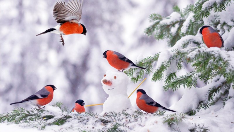 اطلاعیه فوری هواشناسی صادر شد/ برف و باران این مناطق را در بر می‌گیرد