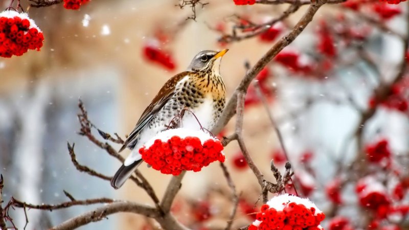 ۳ موج بارشی در راه است؛ زمان ورود اعلام شد/ این سامانه ها کدام استان ها را در برمی‌گیرد