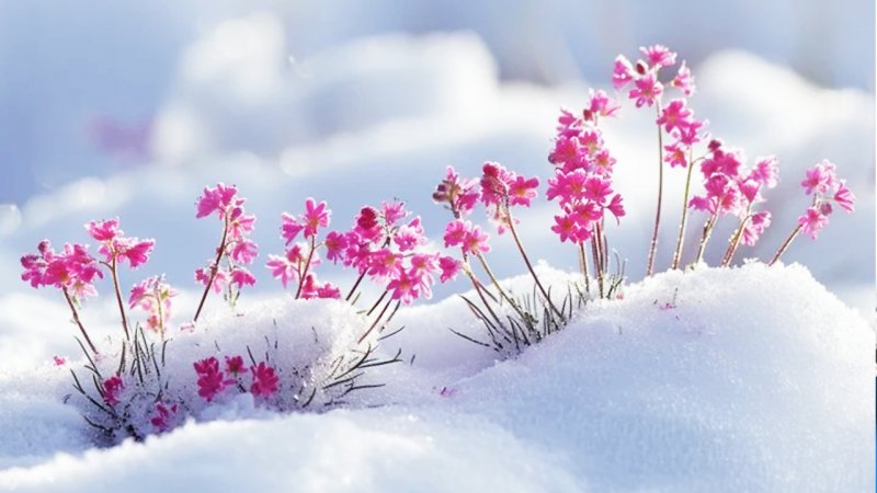 هشدار بارش‌ سیل‌آسا و کولاک در این استان؛ فردا سردترین روز سال است